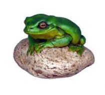 Frog Small